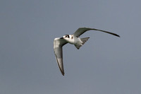 Black Tern 9 - Fairhaven Lake - 140924