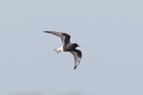 White-winged black Tern 6 - Minsmere