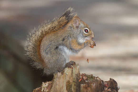 Red Squirrel - Algonquin