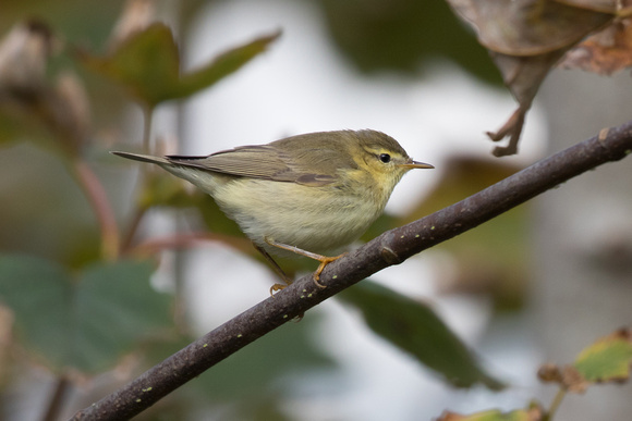 Willow Warbler 2 - Scilly Oct16