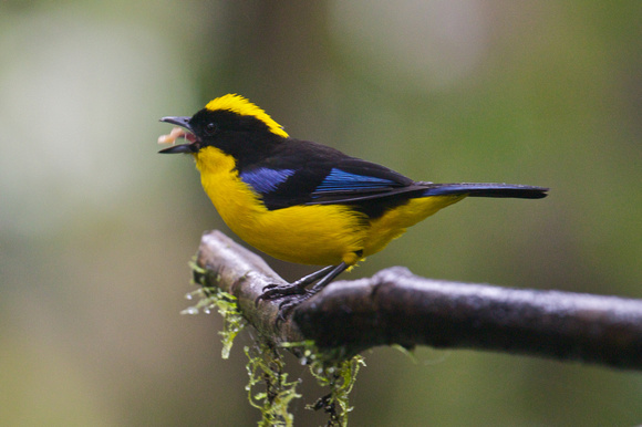 Blue-winged Mountain Tanager 4