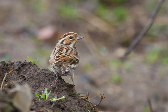 Little Bunting - Gulval - 120315