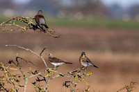 Fieldfare - Eldernell - 221124