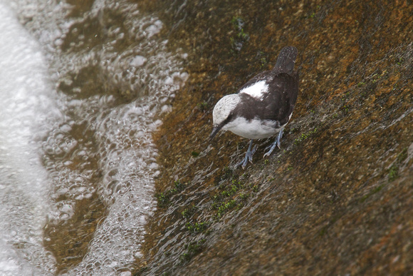 White-capped Dipper 3
