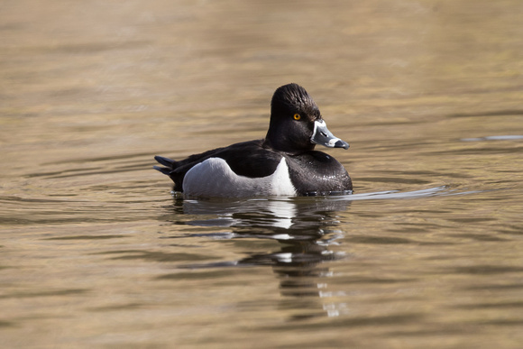 Ring-necked Duck - Duddington Loch - 290318