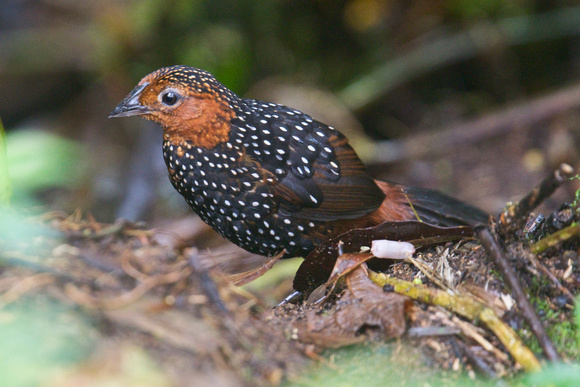 Ocellated Tapaculo 5