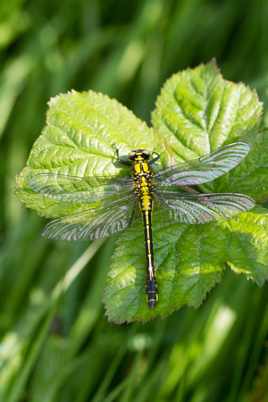 Club-tailed Dragonfly 4 - Finedon 180514