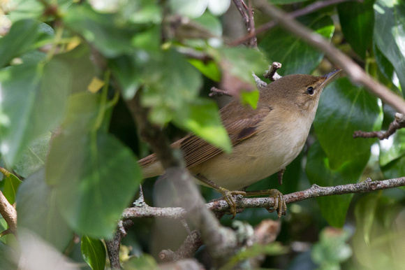 Reed Warbler - St Marys Oct 13