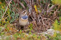 Bluethroat 4 - Porthellick