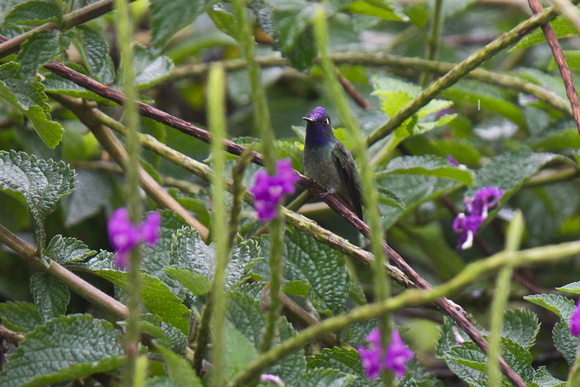 Violet-headed Hummingbird 2