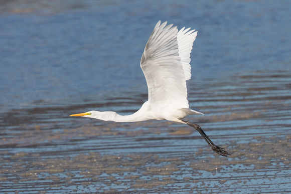 Great White Egret 10 - Conwy - 021016