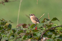 Siberian Stonechat - Kelling - 220924