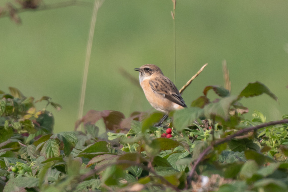 Siberian Stonechat - Kelling - 220924