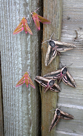 Hawk-moths - garden