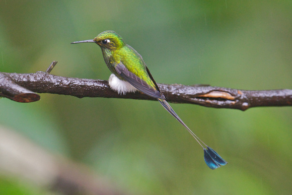 Booted Racket-tail 3