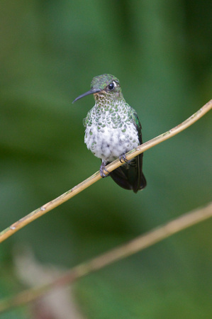 Many-spotted Hummingbird 2
