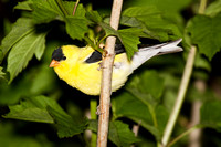American Goldfinch - Rondeau