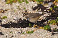 Bluethroat 14 - Porthellick