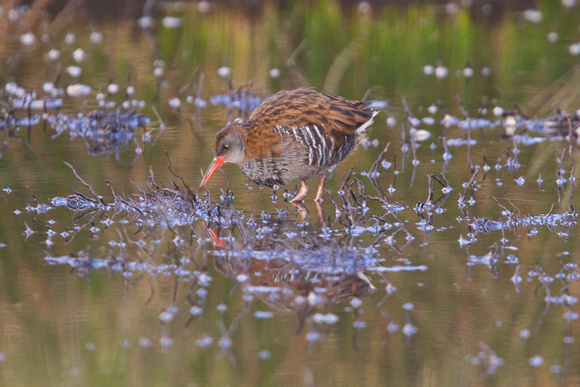Water Rail 2 - Project Pool