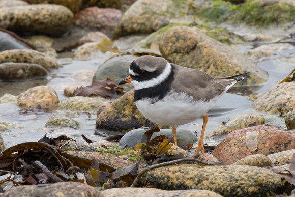 Ringed Plover - St Marys Oct 2015