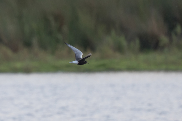 White-winged Black Tern 4 - Burton Marsh 170616