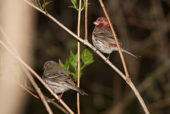 House Finches - Rondeau