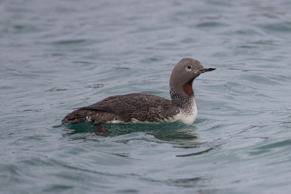 Red-throated Diver 2 - Bryher - Oct 18