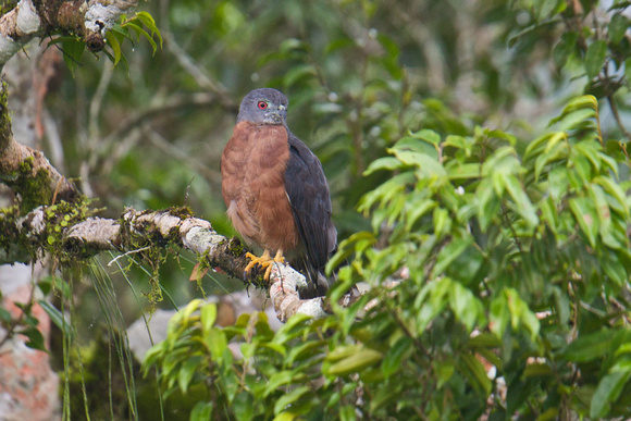 Double-toothed Kite 2