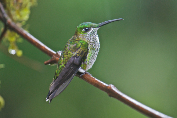 Hummingbird sp 2