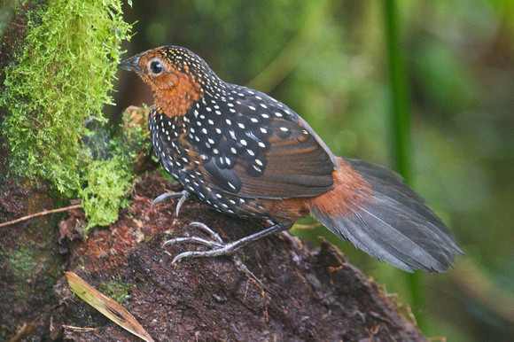 Ocellated Tapaculo 2