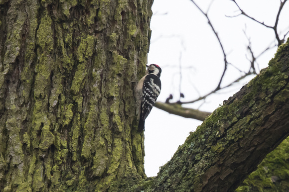 Lesser Spotted Woodpecker - Moore - 100318