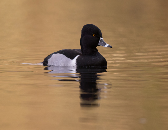 Ring-necked Duck 4 - Pitlochry - 121116