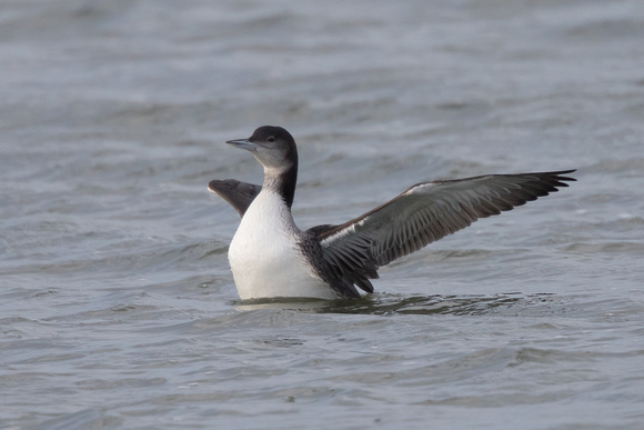 Great Northern Diver 3 - WKML - 090116