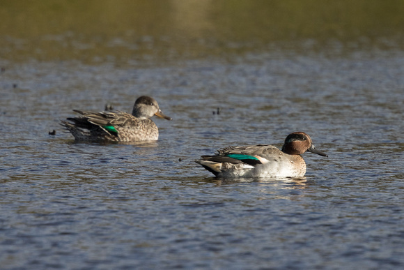 Common Teal - St Marys Oct 2015