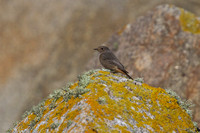 Black Redstart - Porthloo