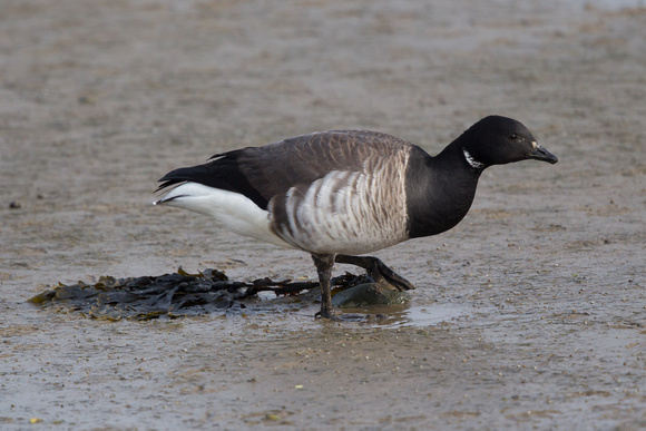 Pale-belled Brent 3 - Anglesey March14