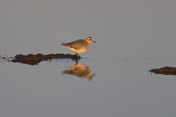 Grey Plover - Titchwell