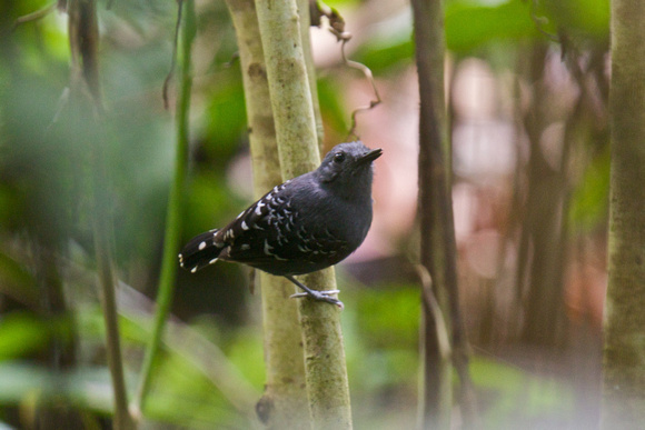 Scaly-backed Antbird 2