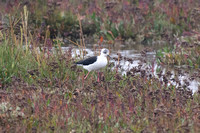 Black-winged Stilt - Titchwell - 230924