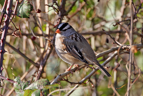 White-crowned Sparrow (a1) - Cley