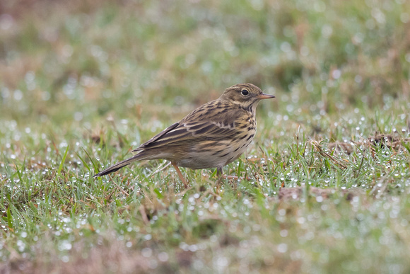 Meadow Pipit 2 - Riding Stables, Marys - Oct 18