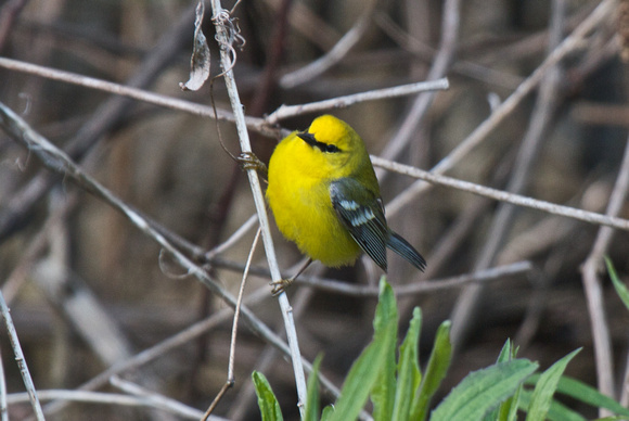 Blue-winged Warbler - Long Point