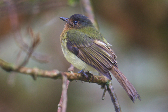 Rufous-breasted Flycatcher 2
