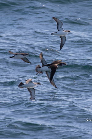 Shearwaters - Scilly Pelagic Aug 15