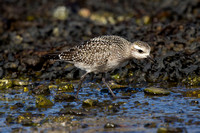 American Golden Plover 12 - Porthellick, St Marys