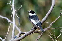 Collared Flycatcher 2 - Cyprus - Apr24