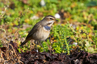 Bluethroat 6 - Porthellick