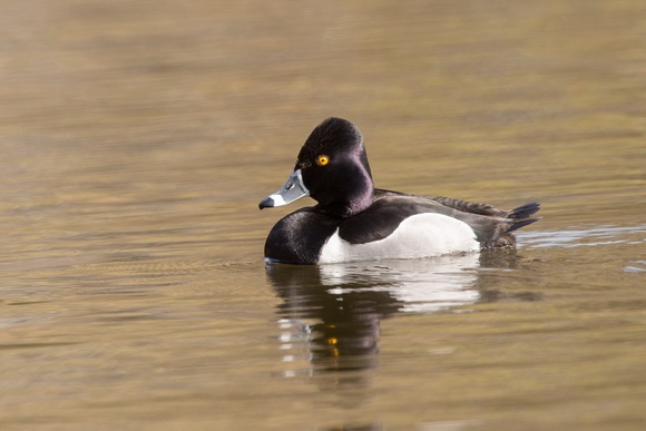 Ring-necked Duck 5 - Duddington Loch - 290318