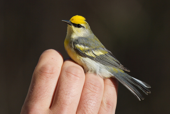 Brewsters Warbler - Long Point