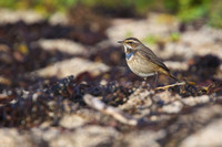 Bluethroat 16 - Porthellick